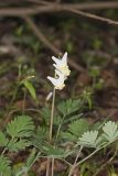 Dutchman's Breeches, Dicentra cucullaria