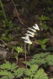 Dutchman's Breeches, Dicentra cucullaria