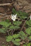 Dutchman's Breeches, Dicentra cucullaria