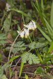 Dutchman's Breeches, Dicentra cucullaria