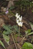 Dutchman's Breeches, Dicentra cucullaria