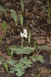 Dutchman's Breeches, Dicentra cucullaria