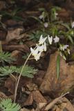 Dutchman's Breeches, Dicentra cucullaria