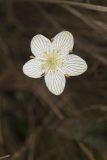 Grass of Parnassus, Parnassia glauca