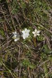 Grass of Parnassus, Parnassia glauca