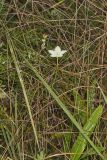 Grass of Parnassus, Parnassia glauca