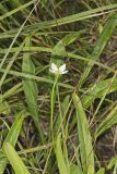 Grass of Parnassus, Parnassia glauca