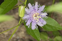 Passifloraceae, Passion Flower Family