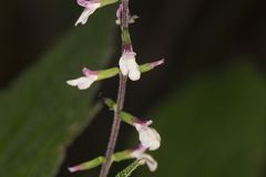 Phrymaceae, Lopseed Family
