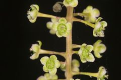 Phytolaccaceae, Pokeweed Family