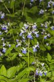 Blue-eyed Mary, Collinsia verna