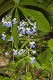 Blue-eyed Mary, Collinsia verna