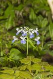 Blue-eyed Mary, Collinsia verna