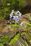 Blue-eyed Mary, Collinsia verna