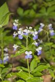 Blue-eyed Mary, Collinsia verna