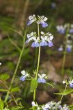 Blue-eyed Mary, Collinsia verna