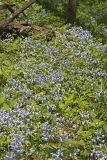 Blue-eyed Mary, Collinsia verna