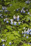 Blue-eyed Mary, Collinsia verna