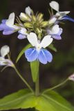 Blue-eyed Mary, Collinsia verna