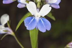 Plantaginaceae, Plantain Family