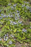 Blue-eyed Mary, Collinsia verna