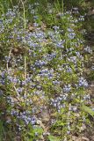 Blue-eyed Mary, Collinsia verna