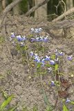 Blue-eyed Mary, Collinsia verna