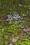 Blue-eyed Mary, Collinsia verna