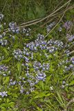 Blue-eyed Mary, Collinsia verna