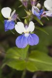 Blue-eyed Mary, Collinsia verna