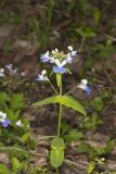 Blue-eyed Mary, Collinsia verna