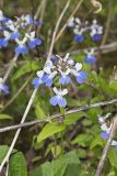 Blue-eyed Mary, Collinsia verna