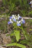 Blue-eyed Mary, Collinsia verna