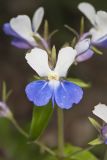 Blue-eyed Mary, Collinsia verna