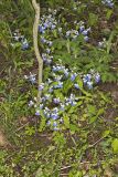 Blue-eyed Mary, Collinsia verna