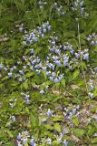 Blue-eyed Mary, Collinsia verna