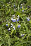 Blue-eyed Mary, Collinsia verna