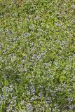 Blue-eyed Mary, Collinsia verna
