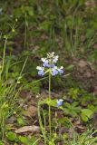 Blue-eyed Mary, Collinsia verna