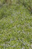 Blue-eyed Mary, Collinsia verna