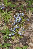 Blue-eyed Mary, Collinsia verna