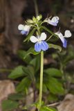 Blue-eyed Mary, Collinsia verna