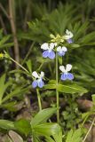 Blue-eyed Mary, Collinsia verna