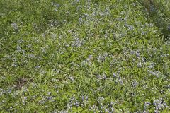 Blue-eyed Mary, Collinsia verna