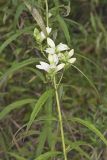 White Turtlehead, Chelone glabra
