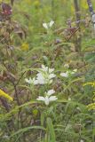 White Turtlehead, Chelone glabra