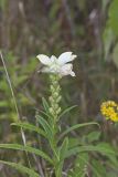 White Turtlehead, Chelone glabra