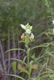 White Turtlehead, Chelone glabra