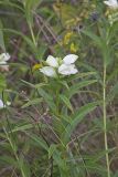 White Turtlehead, Chelone glabra