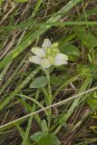 White Turtlehead, Chelone glabra